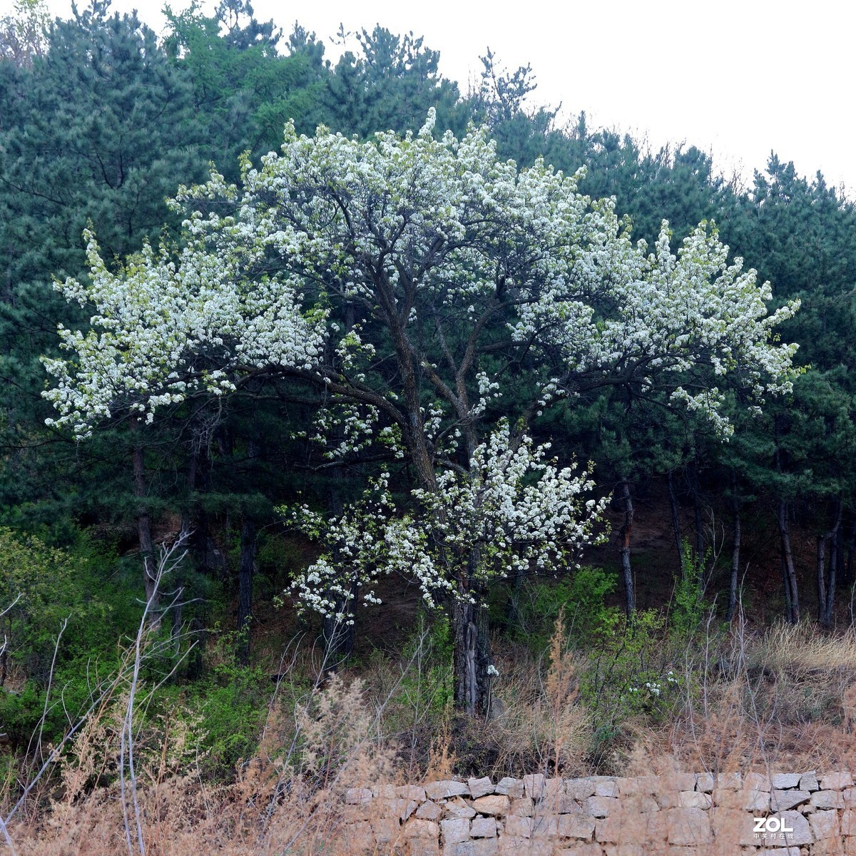 喇叭沟门的杜鹃花开了