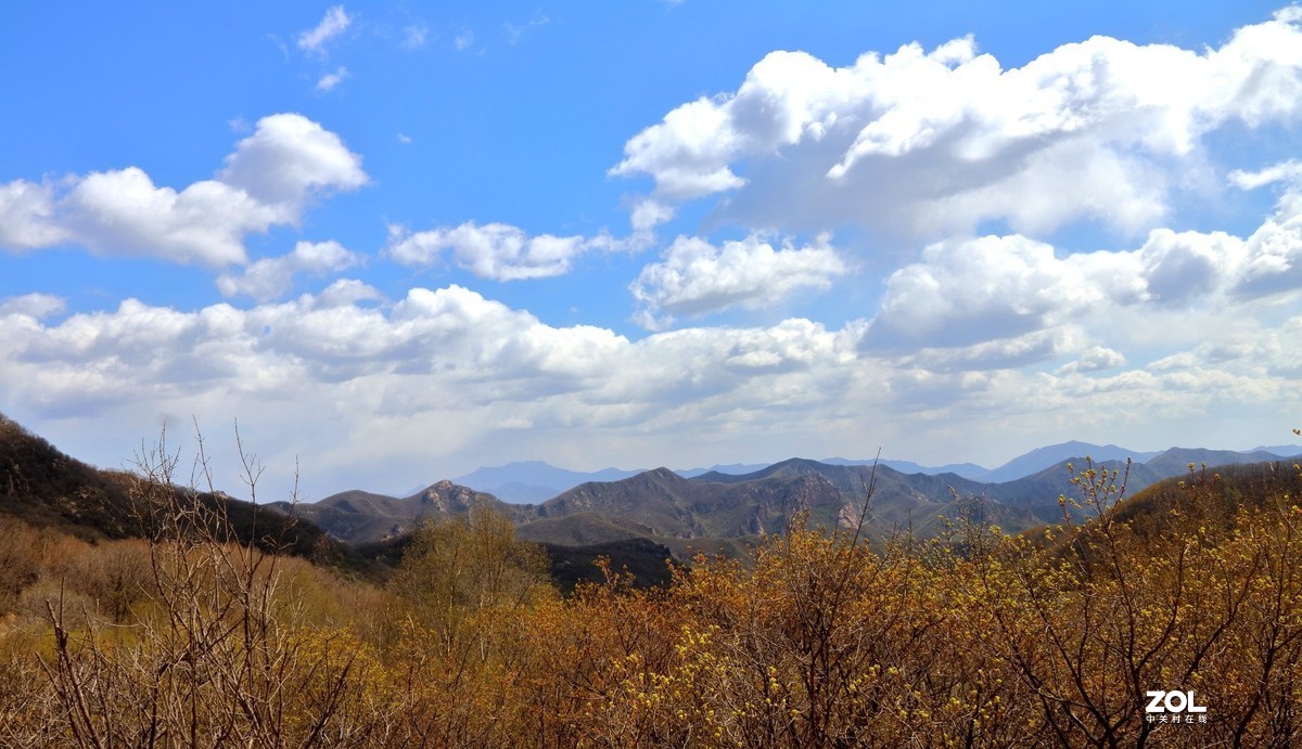 喇叭沟门的杜鹃花开了
