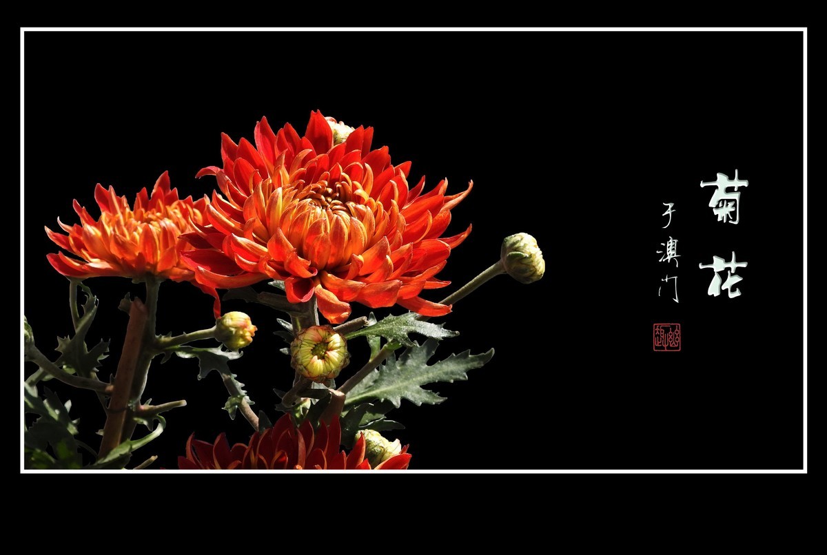 鲜艳漂亮的菊花