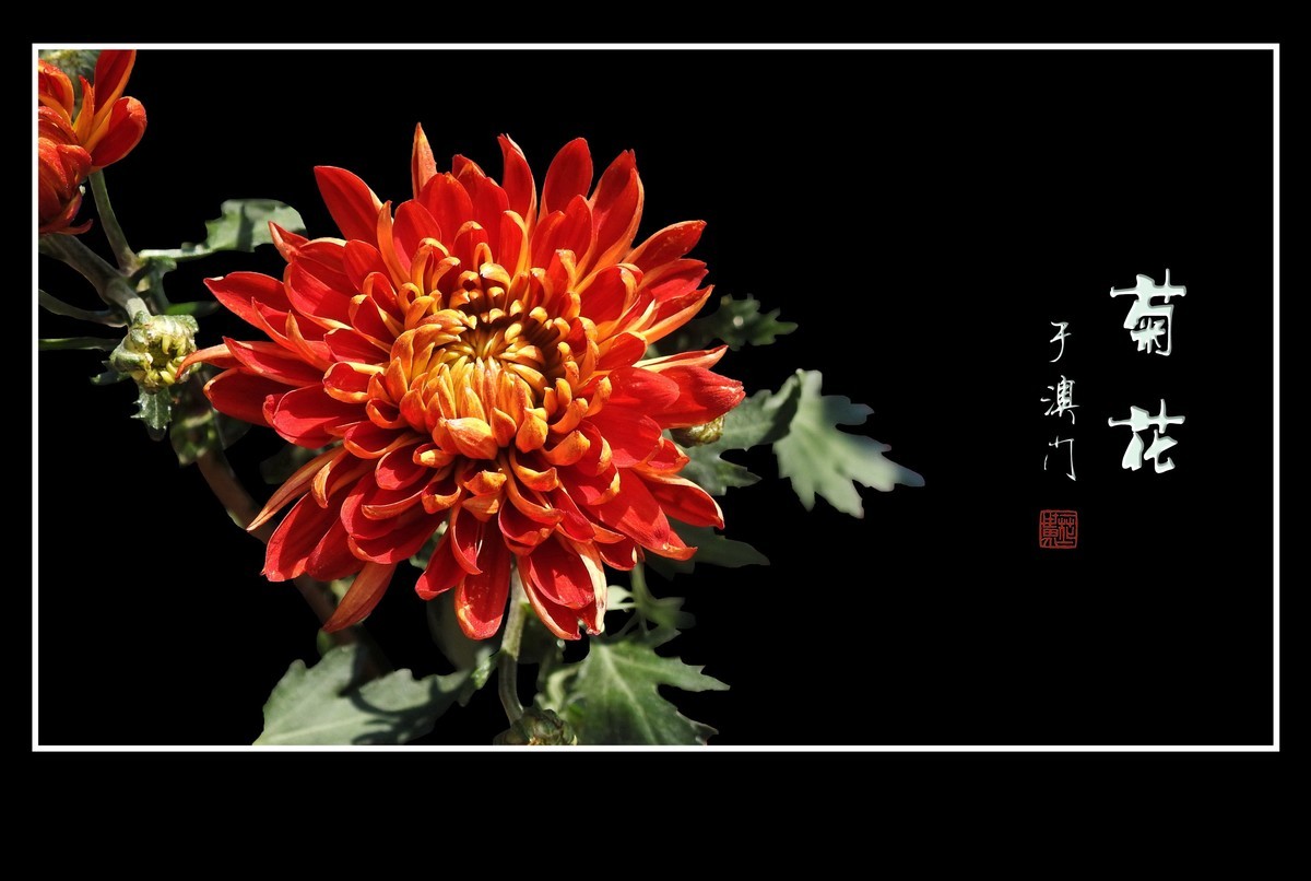 鲜艳漂亮的菊花