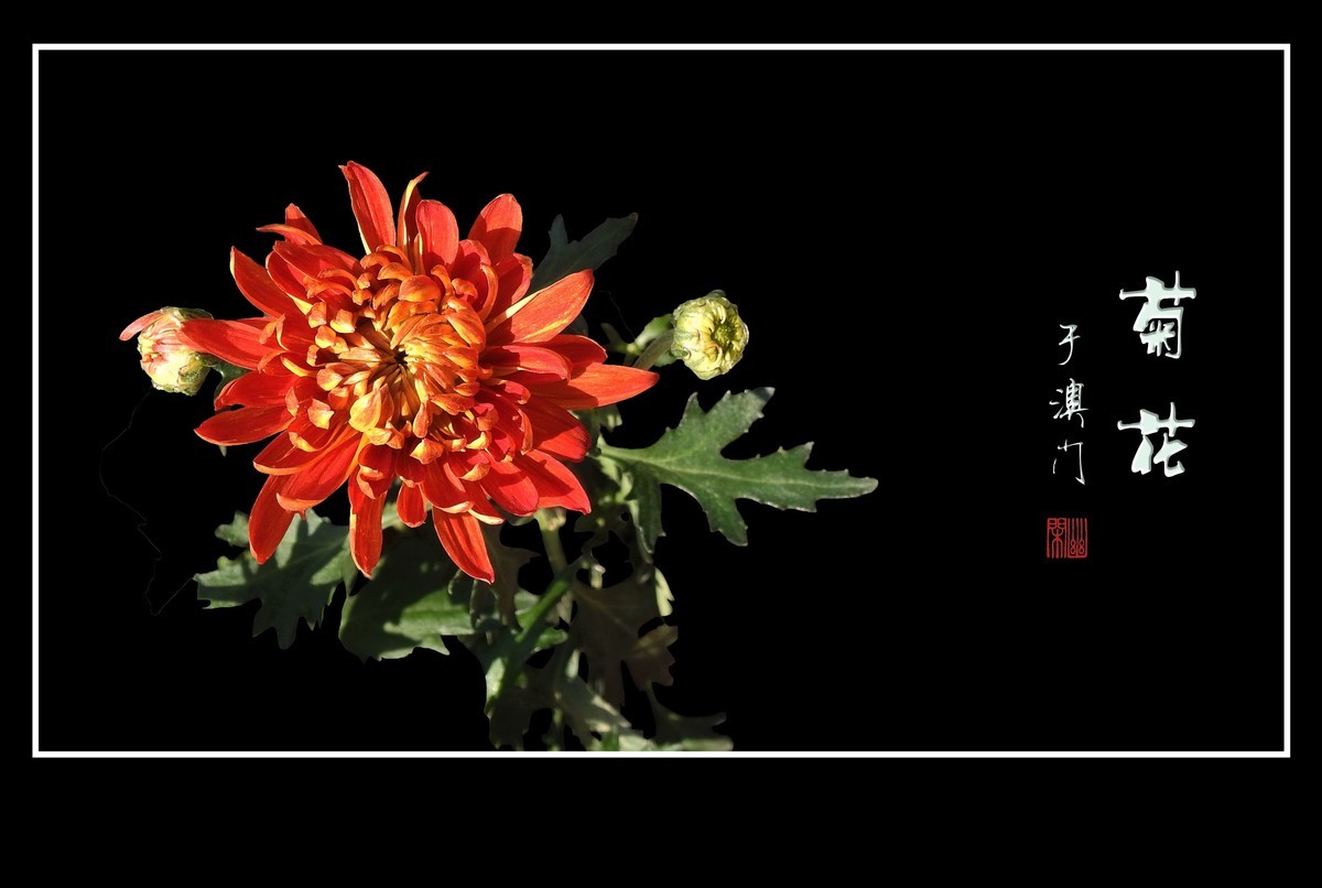 鲜艳漂亮的菊花