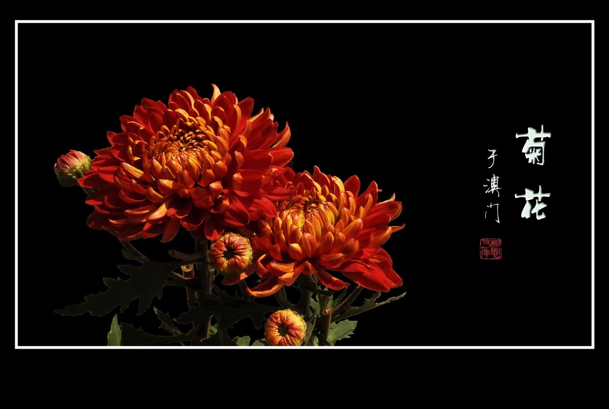 鲜艳漂亮的菊花