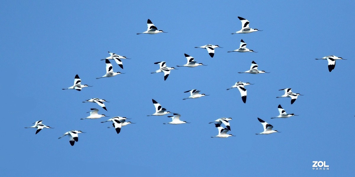 群飞的反嘴鹬