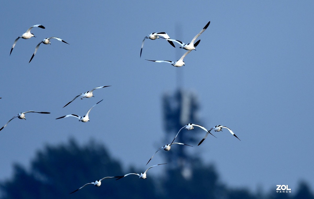 群飞的反嘴鹬