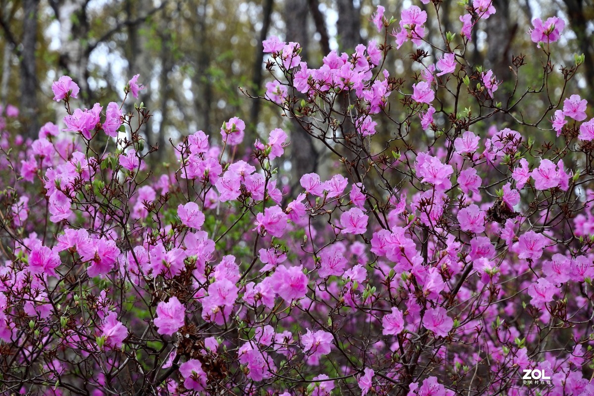 喇叭沟门的杜鹃花开了