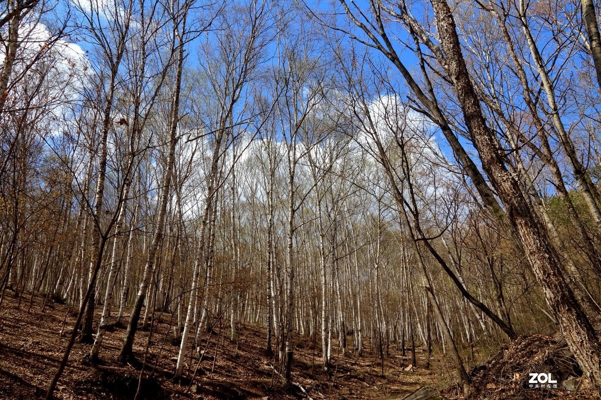 喇叭沟门的杜鹃花开了