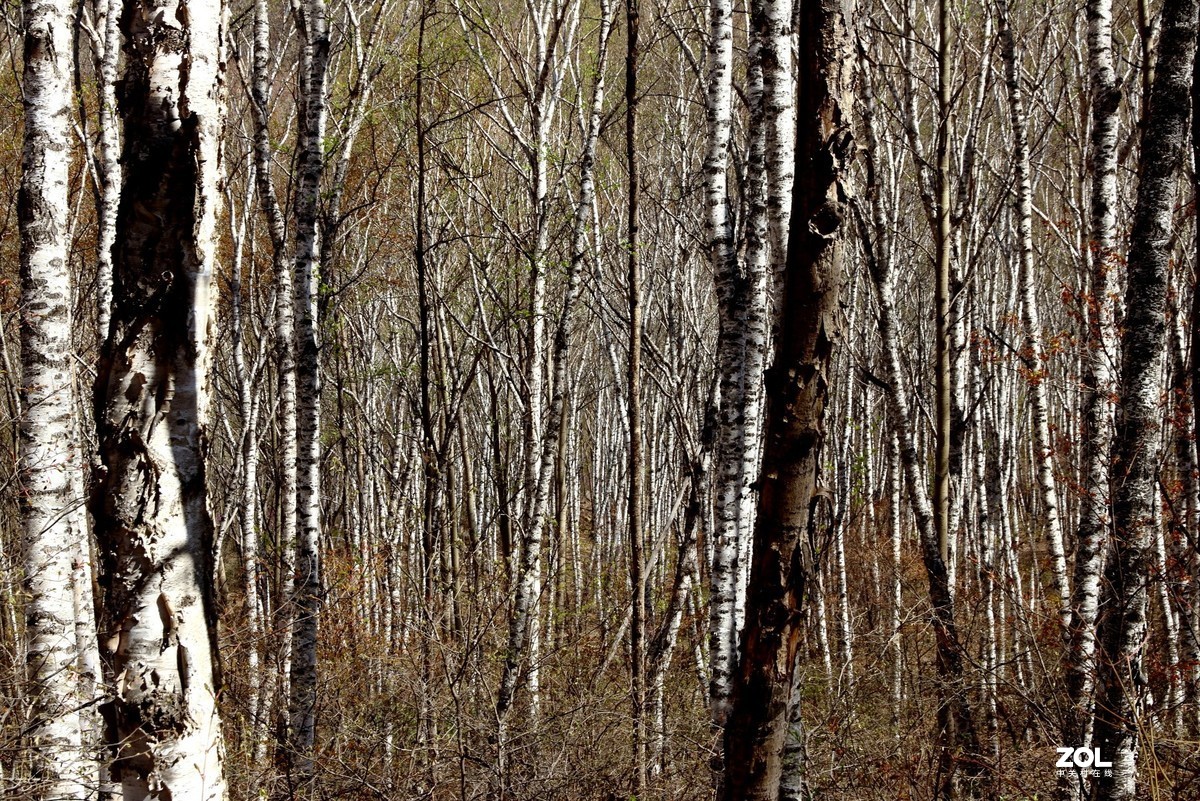喇叭沟门的杜鹃花开了