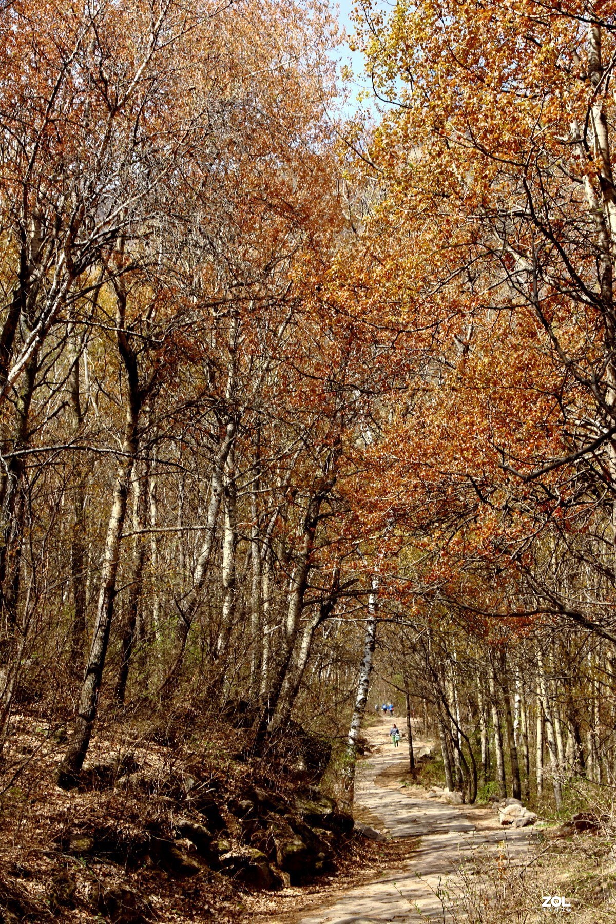 喇叭沟门的杜鹃花开了