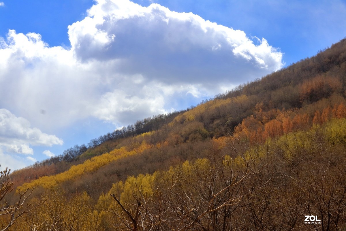 喇叭沟门的杜鹃花开了