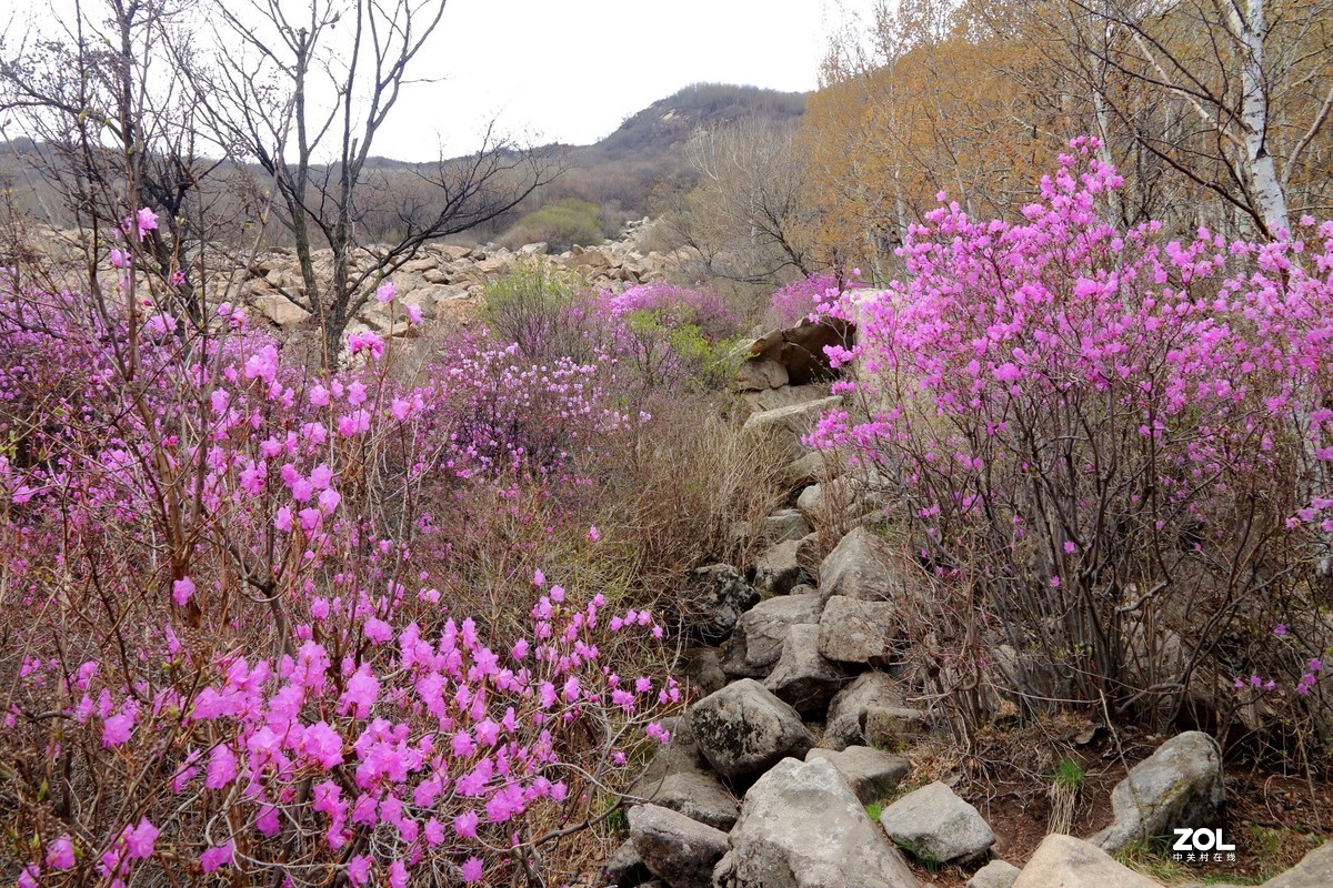 喇叭沟门的杜鹃花开了