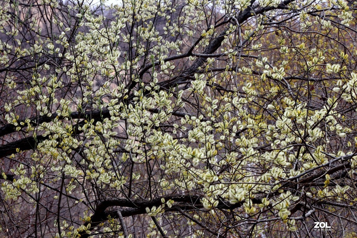 喇叭沟门的杜鹃花开了
