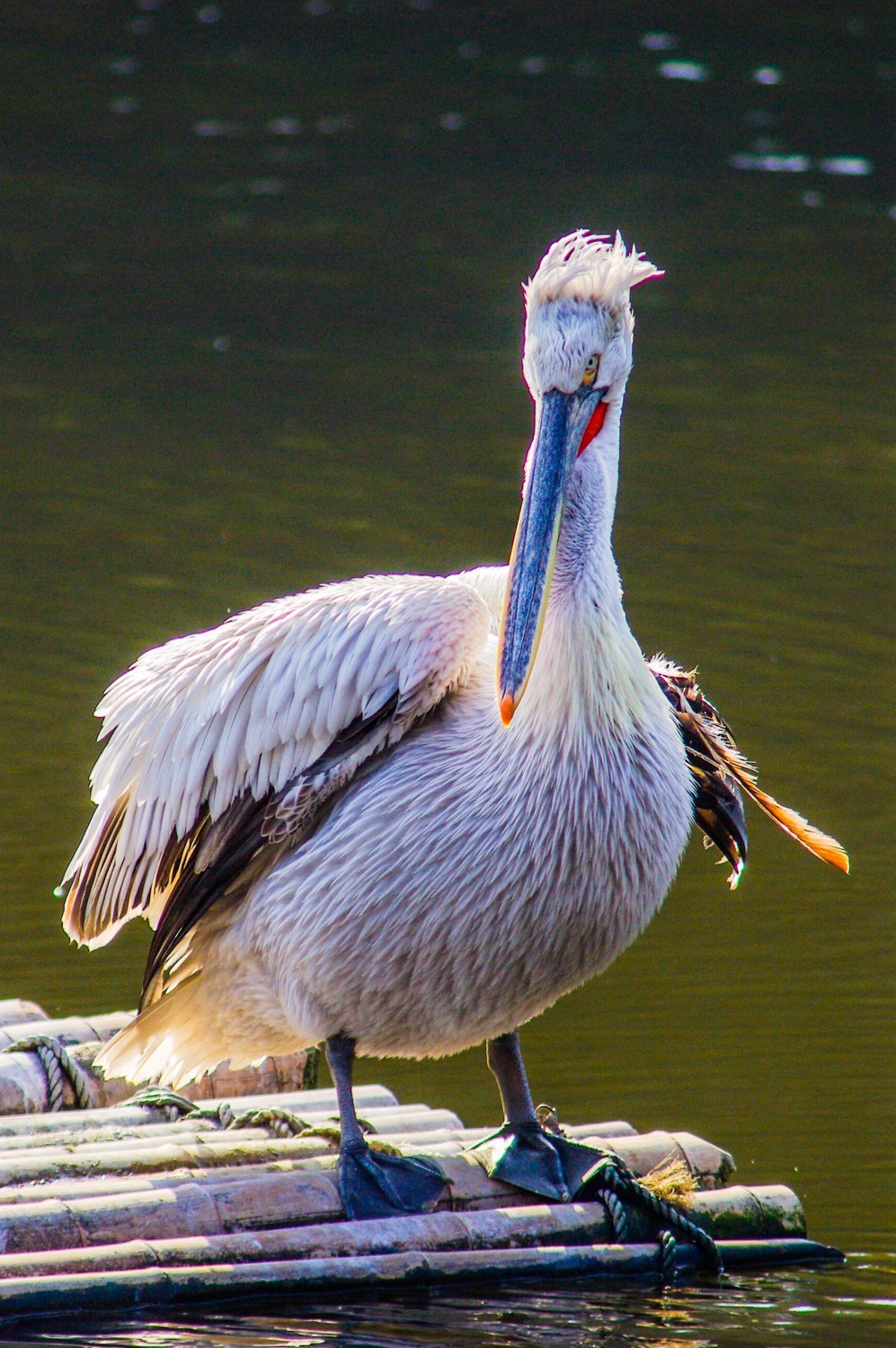 动物------鹈鹕-中关村在线摄影论坛