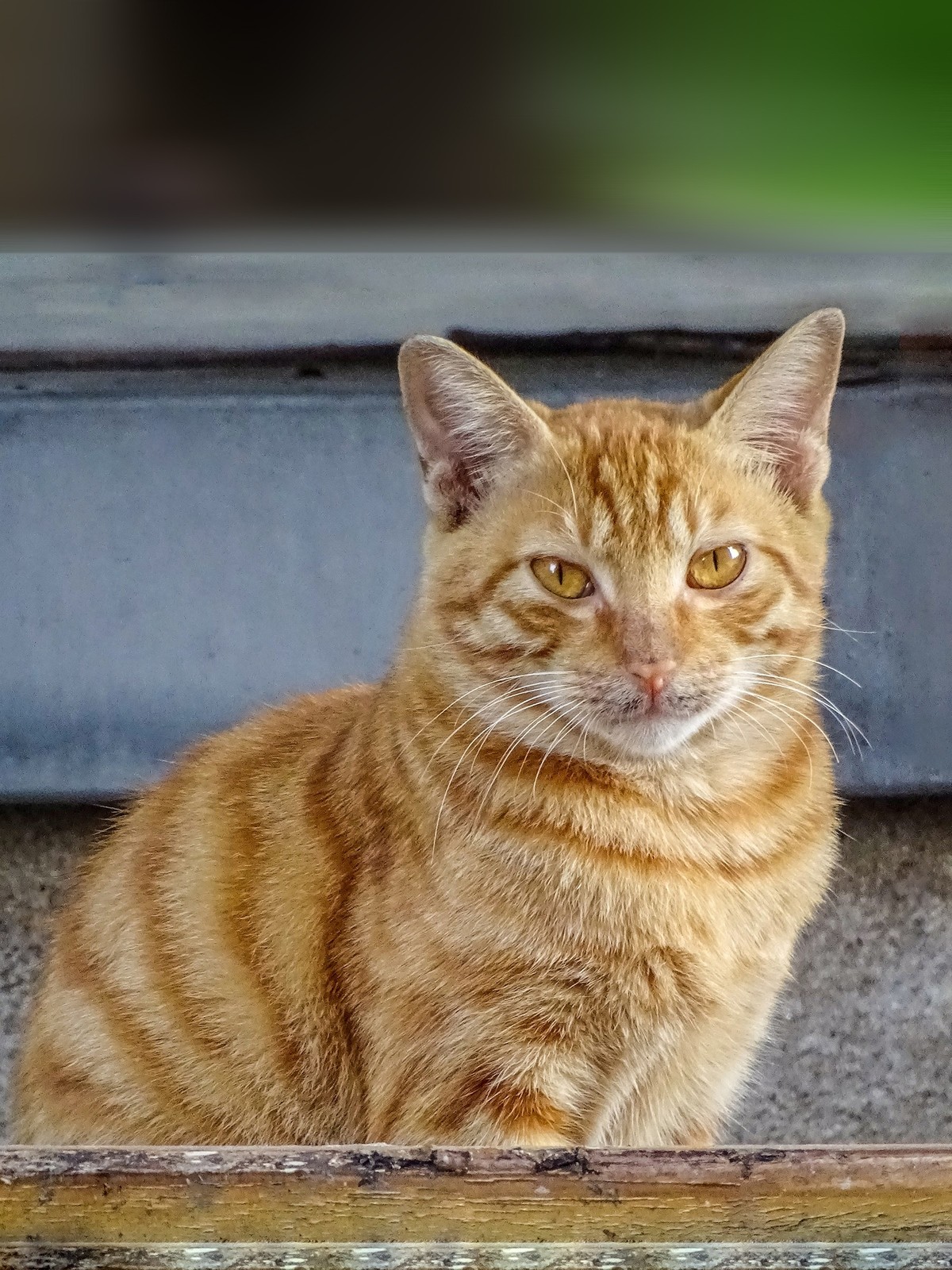 拍几张。感觉还行。