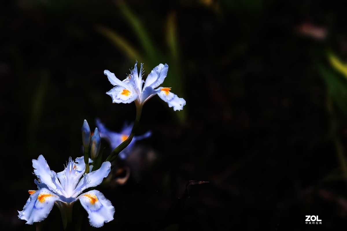 2021_拍花的季节23