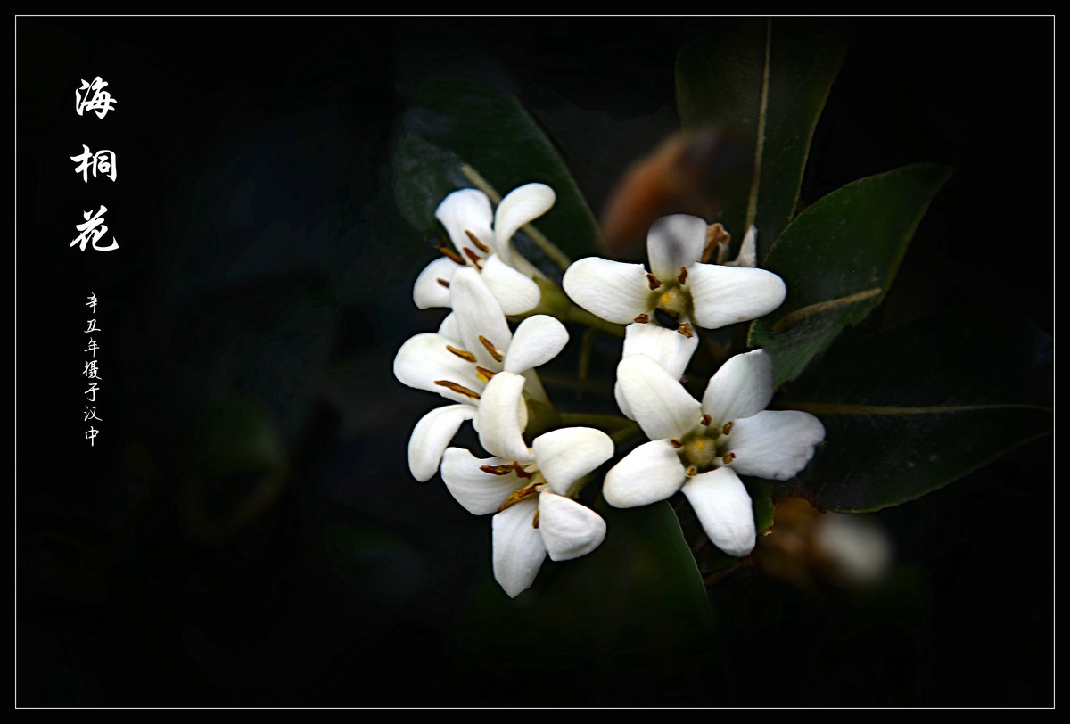 海桐花 (2021284)