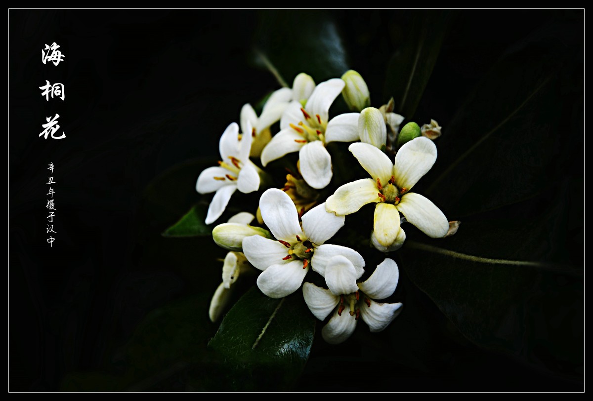 海桐花 (2021284)