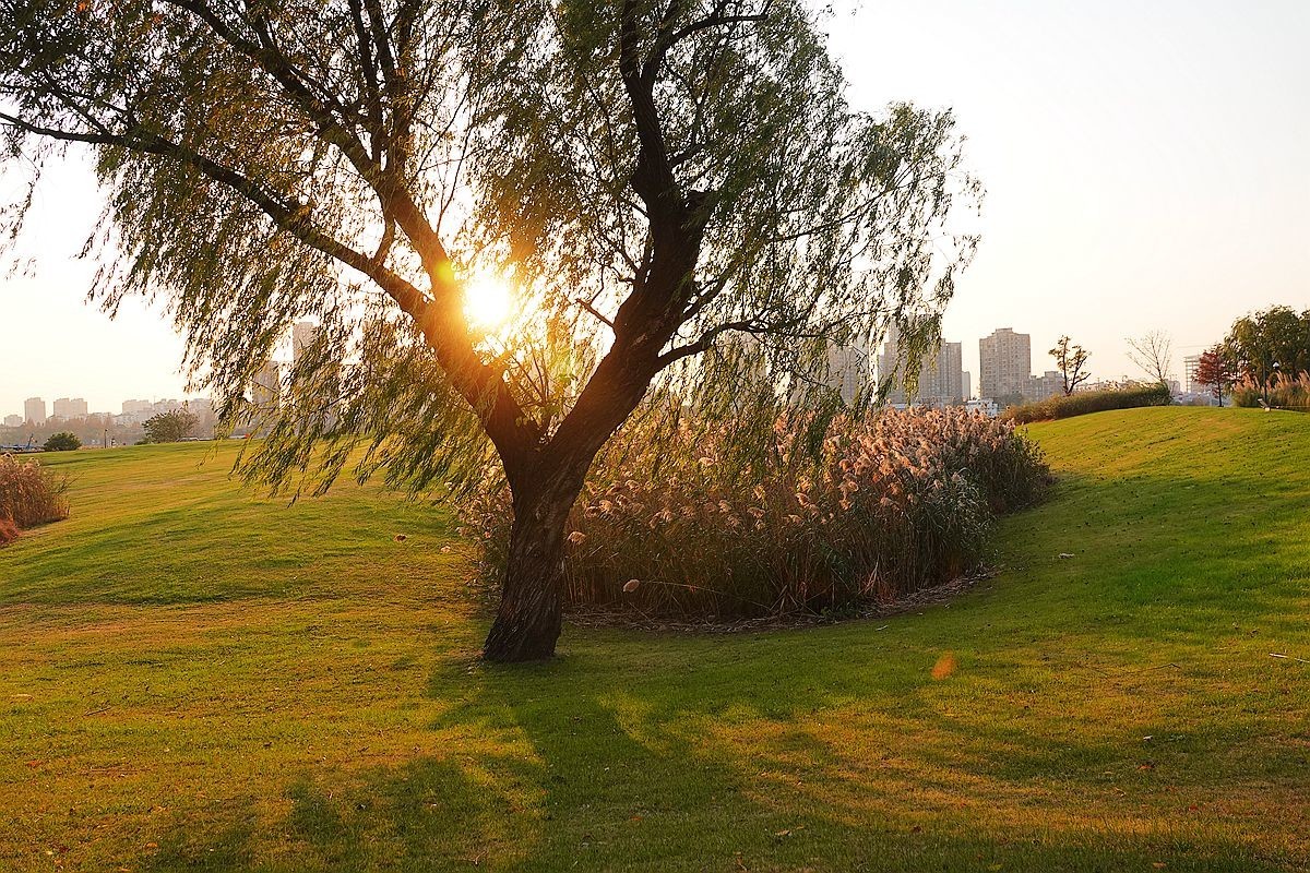 蒹葭苍苍，柳叶发黄