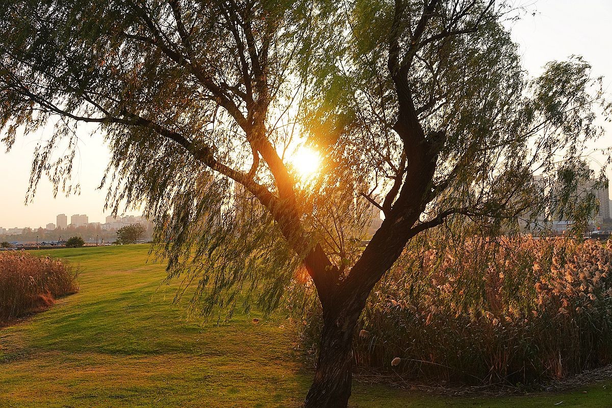 蒹葭苍苍，柳叶发黄