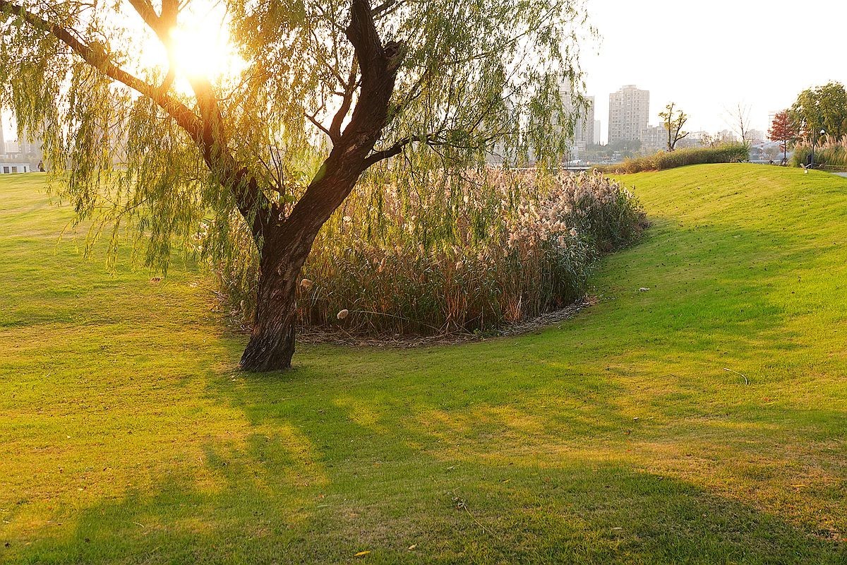 蒹葭苍苍，柳叶发黄