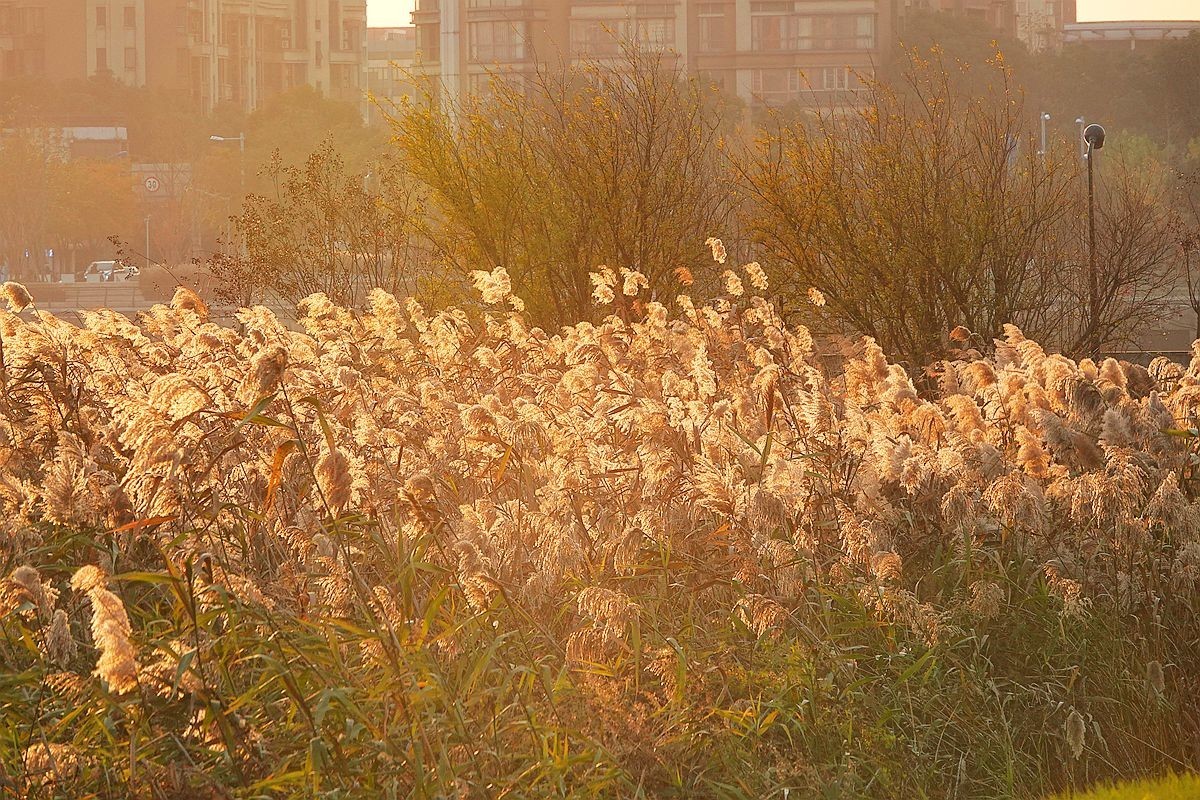 蒹葭苍苍，柳叶发黄