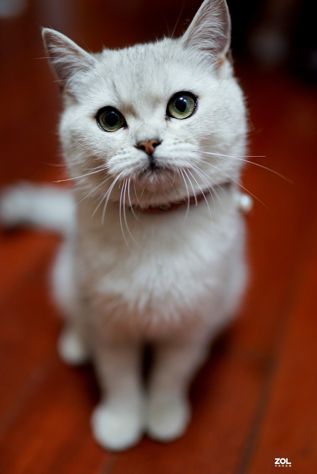猫咪成长记录