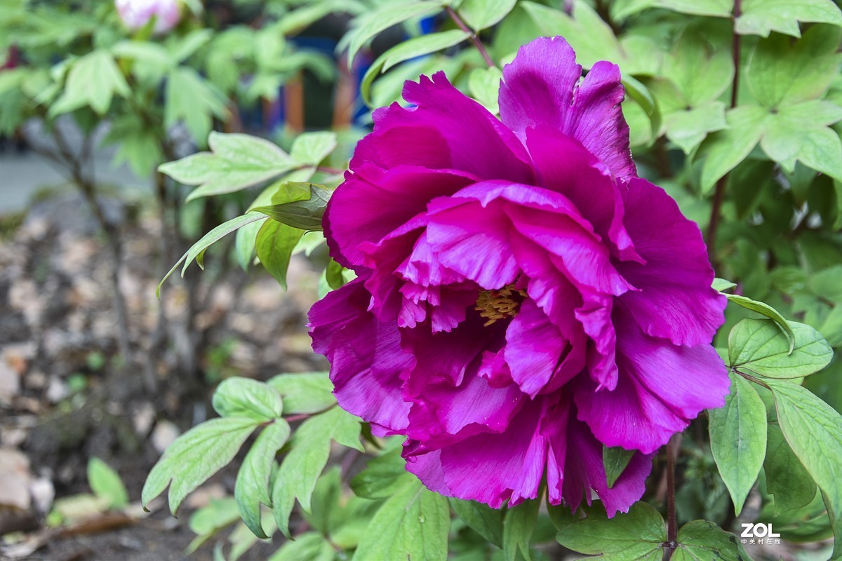 武汉汉阳公园牡丹盛开