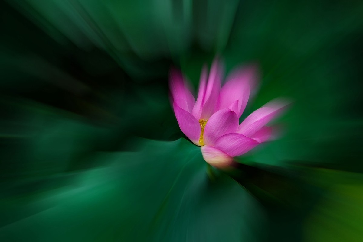 动感荷花
