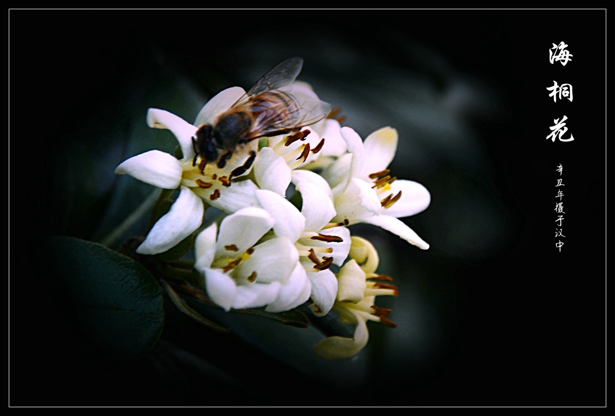 海桐花 (2021284)