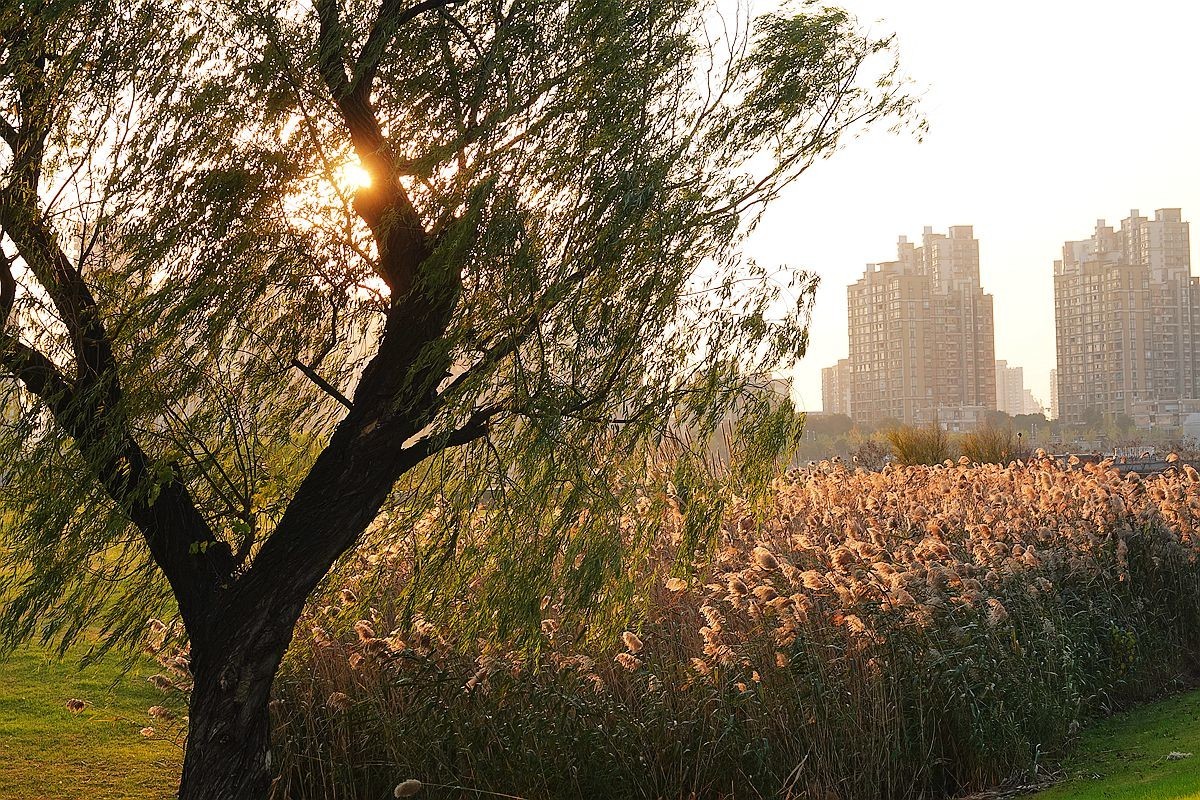 蒹葭苍苍，柳叶发黄