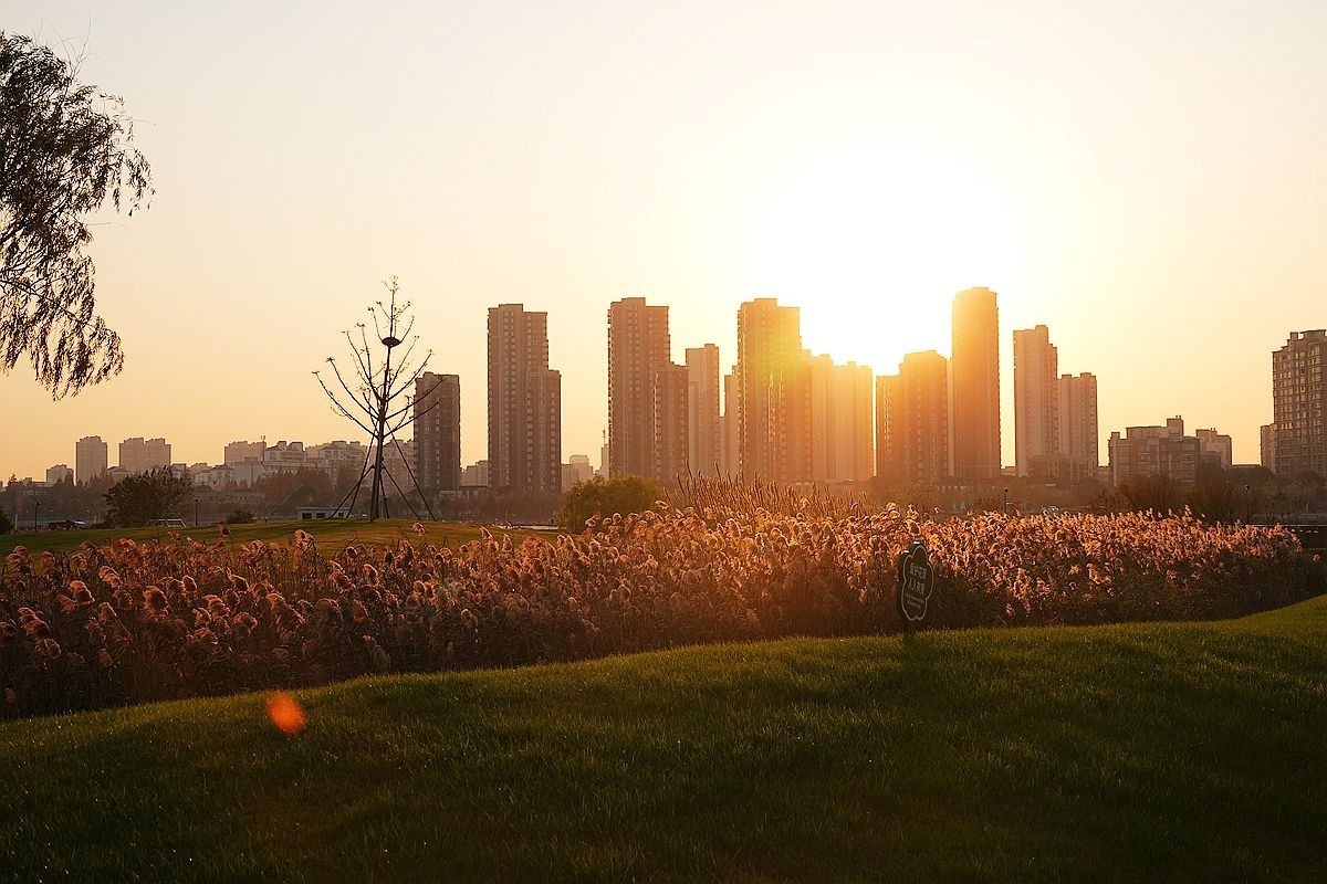 蒹葭苍苍，柳叶发黄