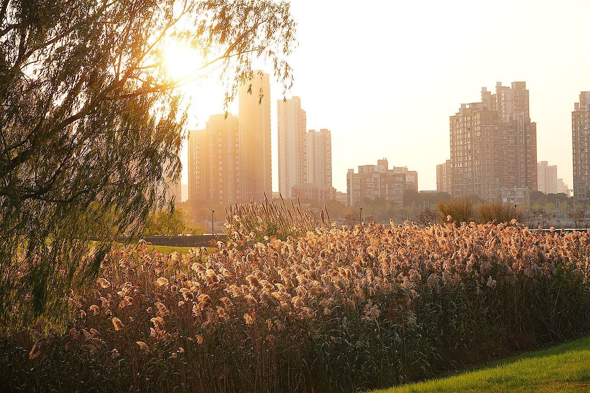 蒹葭苍苍，柳叶发黄