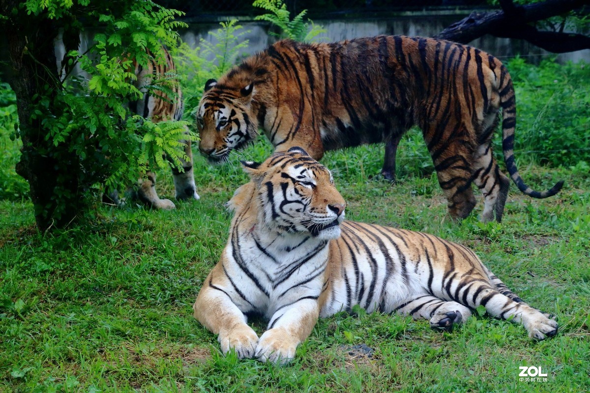 上海野生動物園2