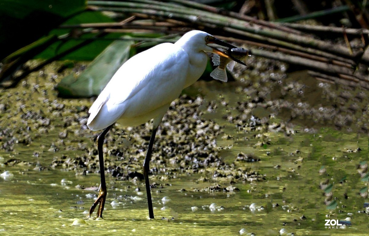 白鹭捕鱼记
