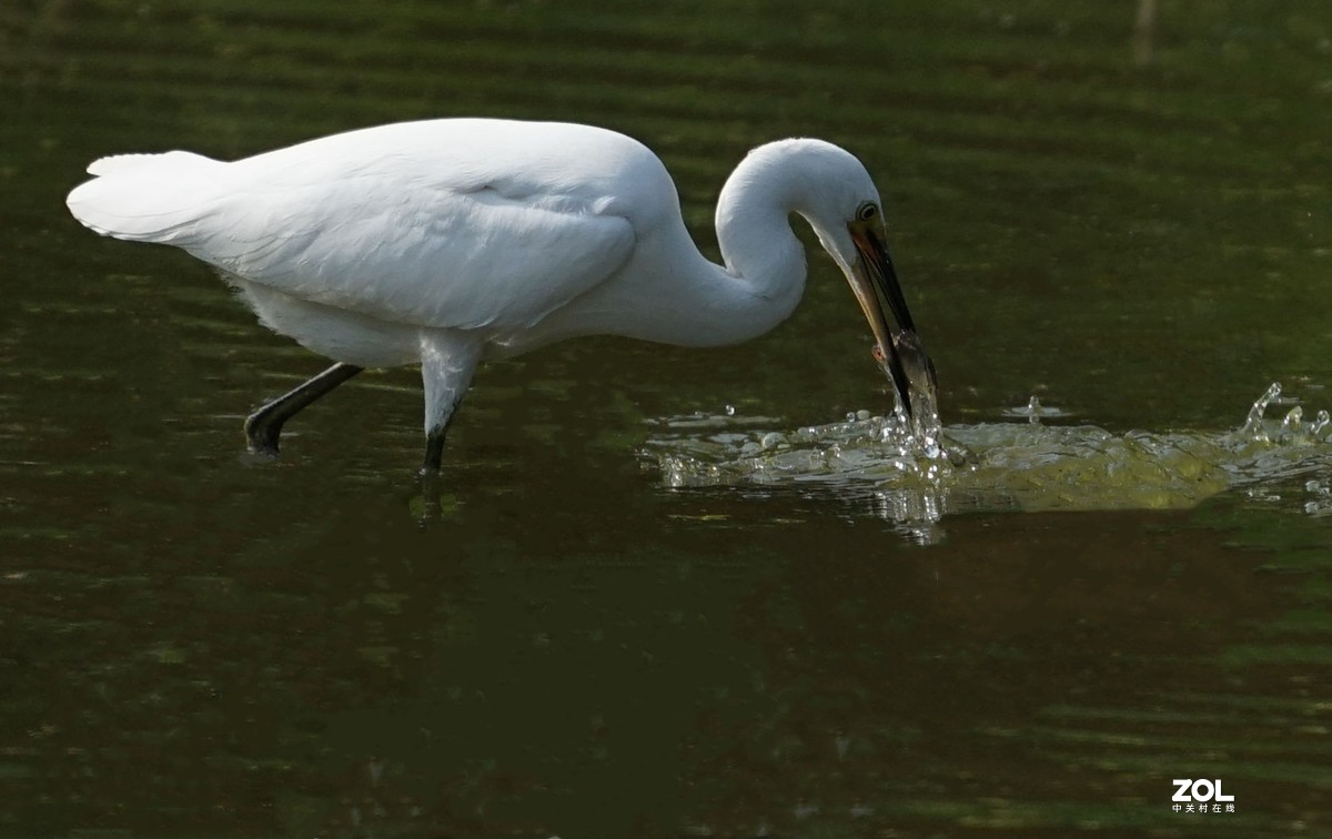白鹭捕鱼记