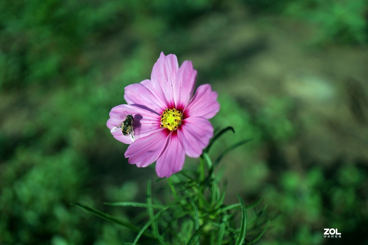 伏花朵朵----a3000手动镜头试用