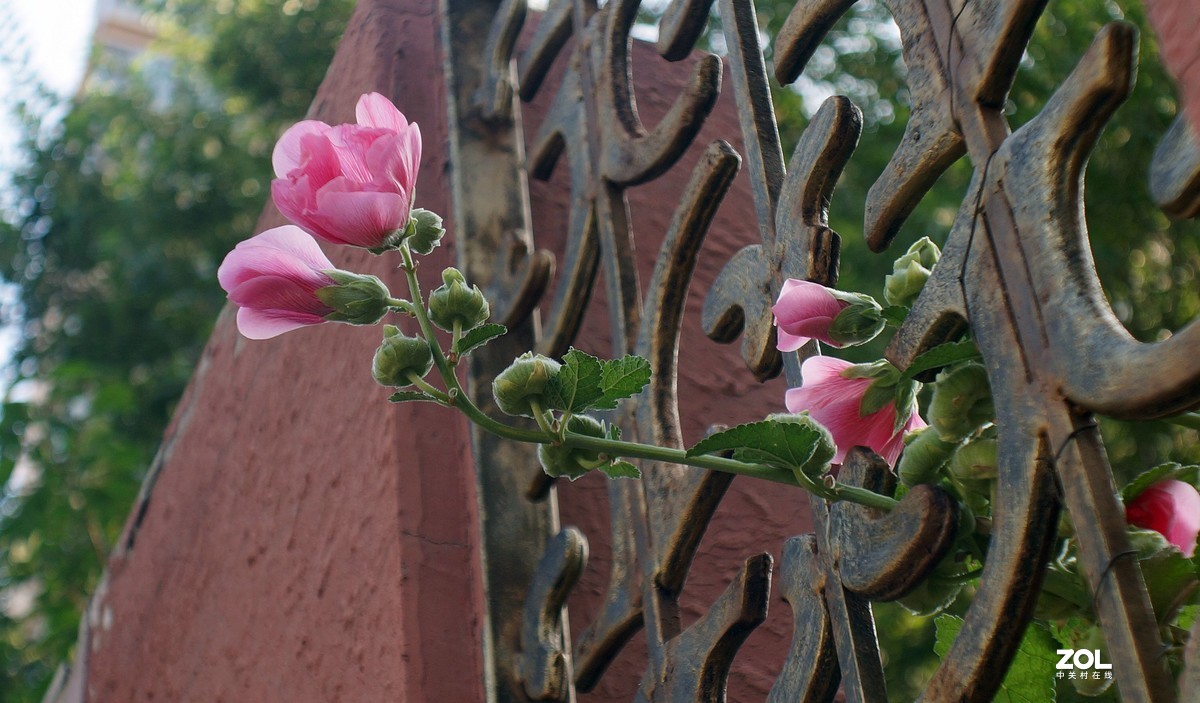 伏花朵朵----a3000手动镜头试用