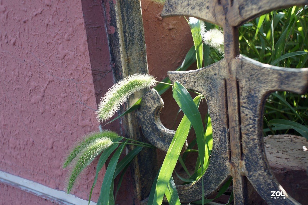 伏花朵朵----a3000手动镜头试用