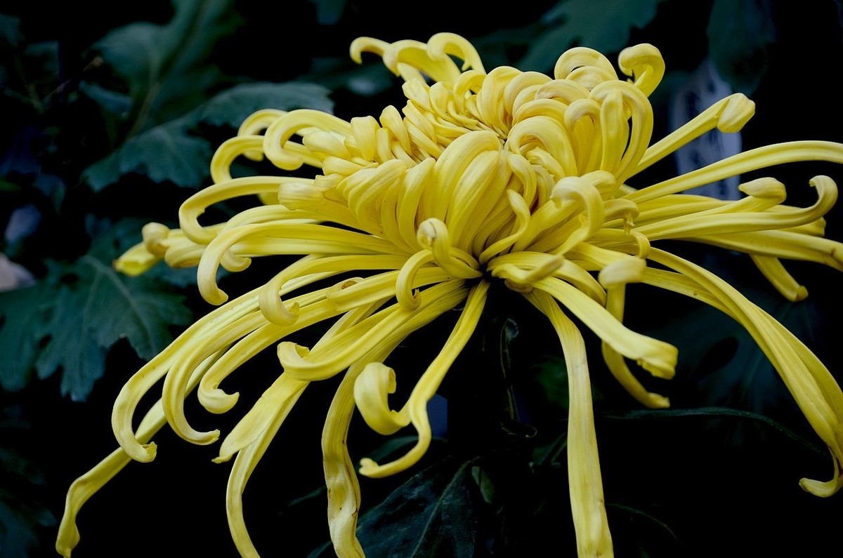 北海公园菊展--------菊 花