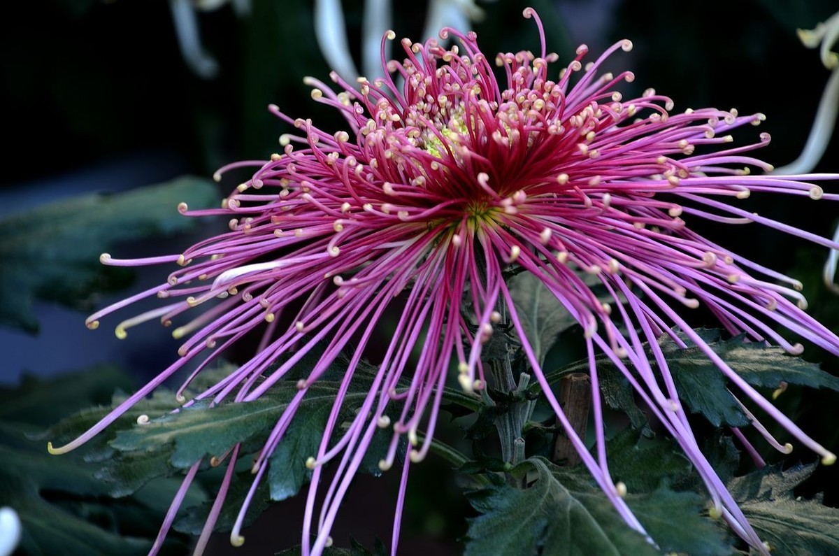 北海公园菊展--------菊 花