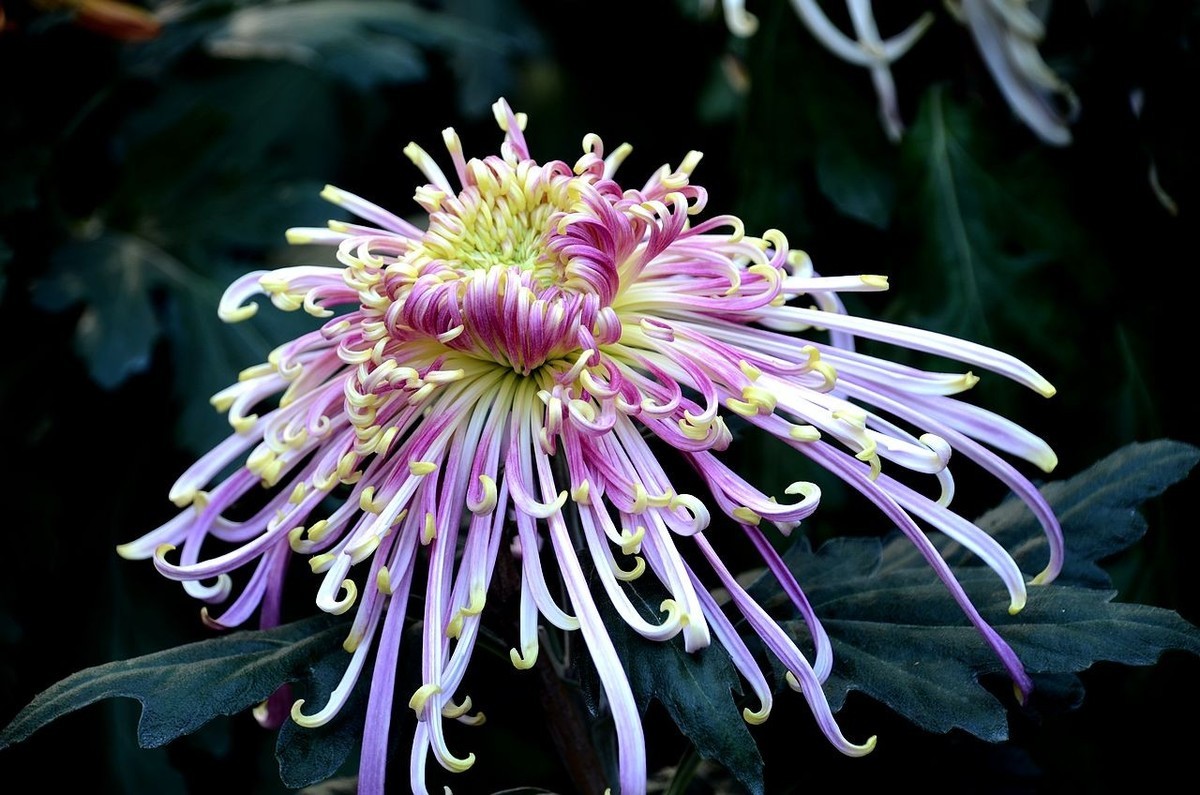 北海公园菊展--------菊 花