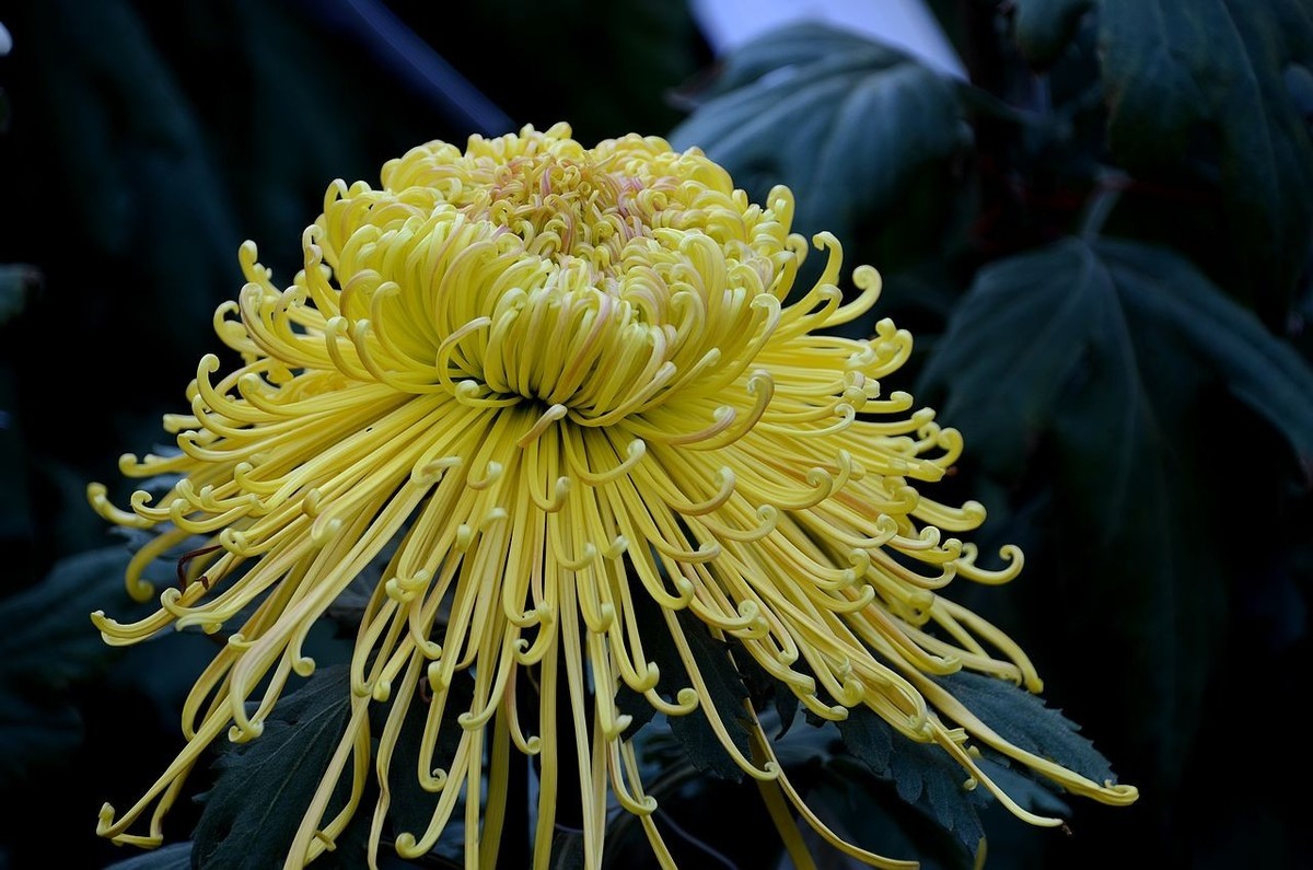 北海公园菊展--------菊 花