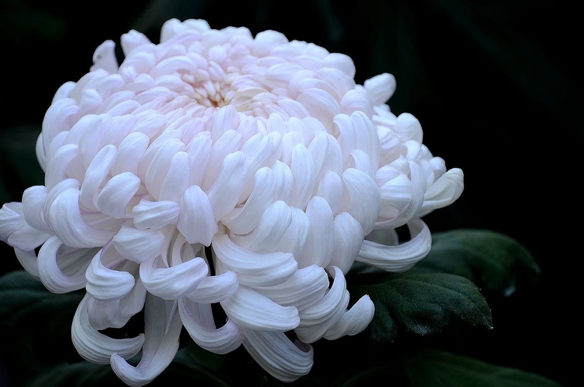 北海公园菊展--------菊 花