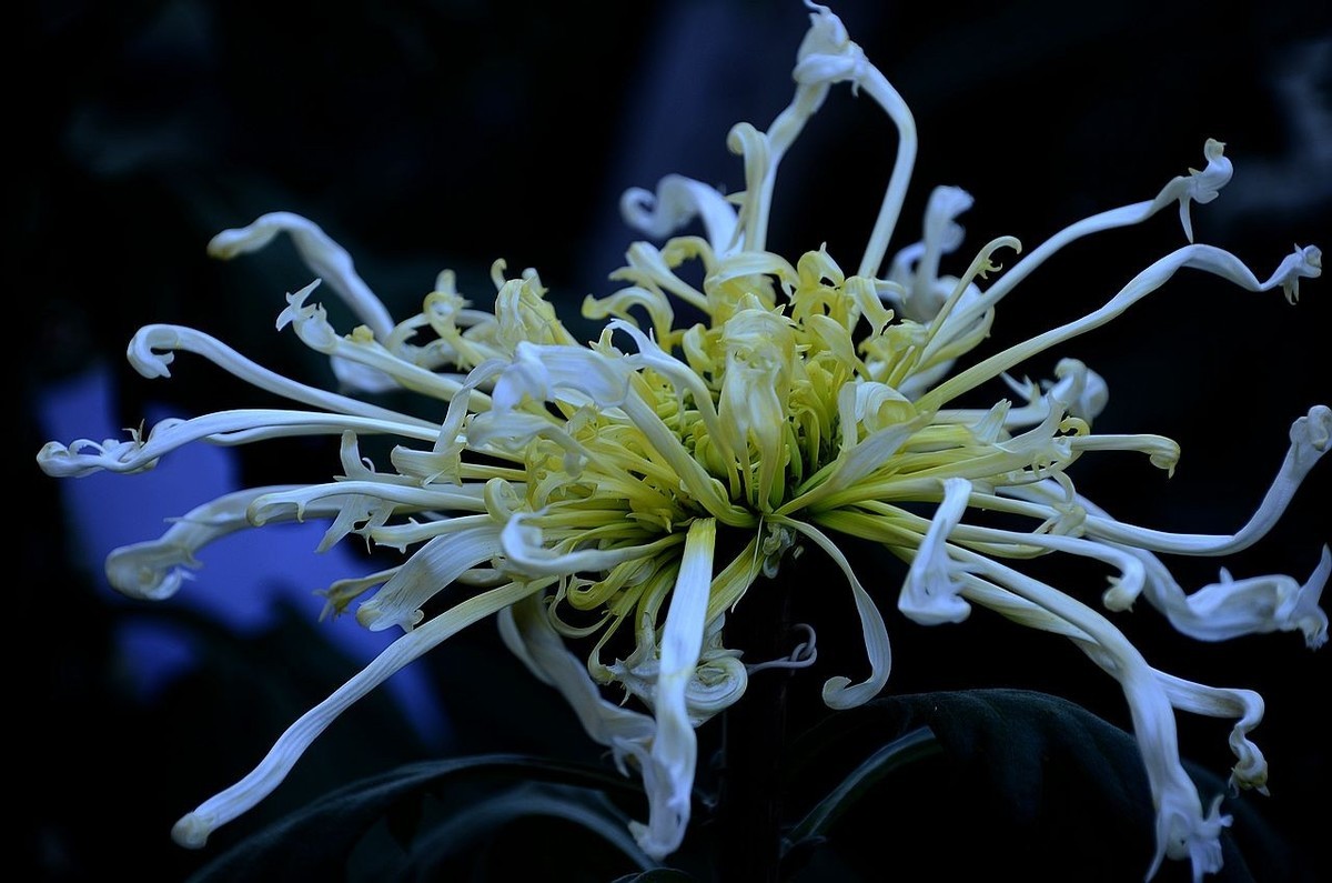 北海公园菊展--------菊 花