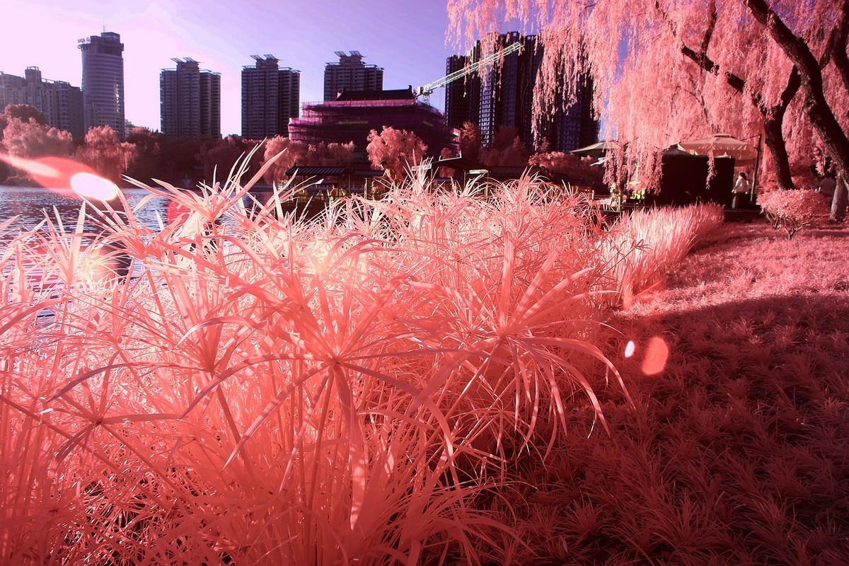 西安兴庆公园小景（530nm滤镜初试）