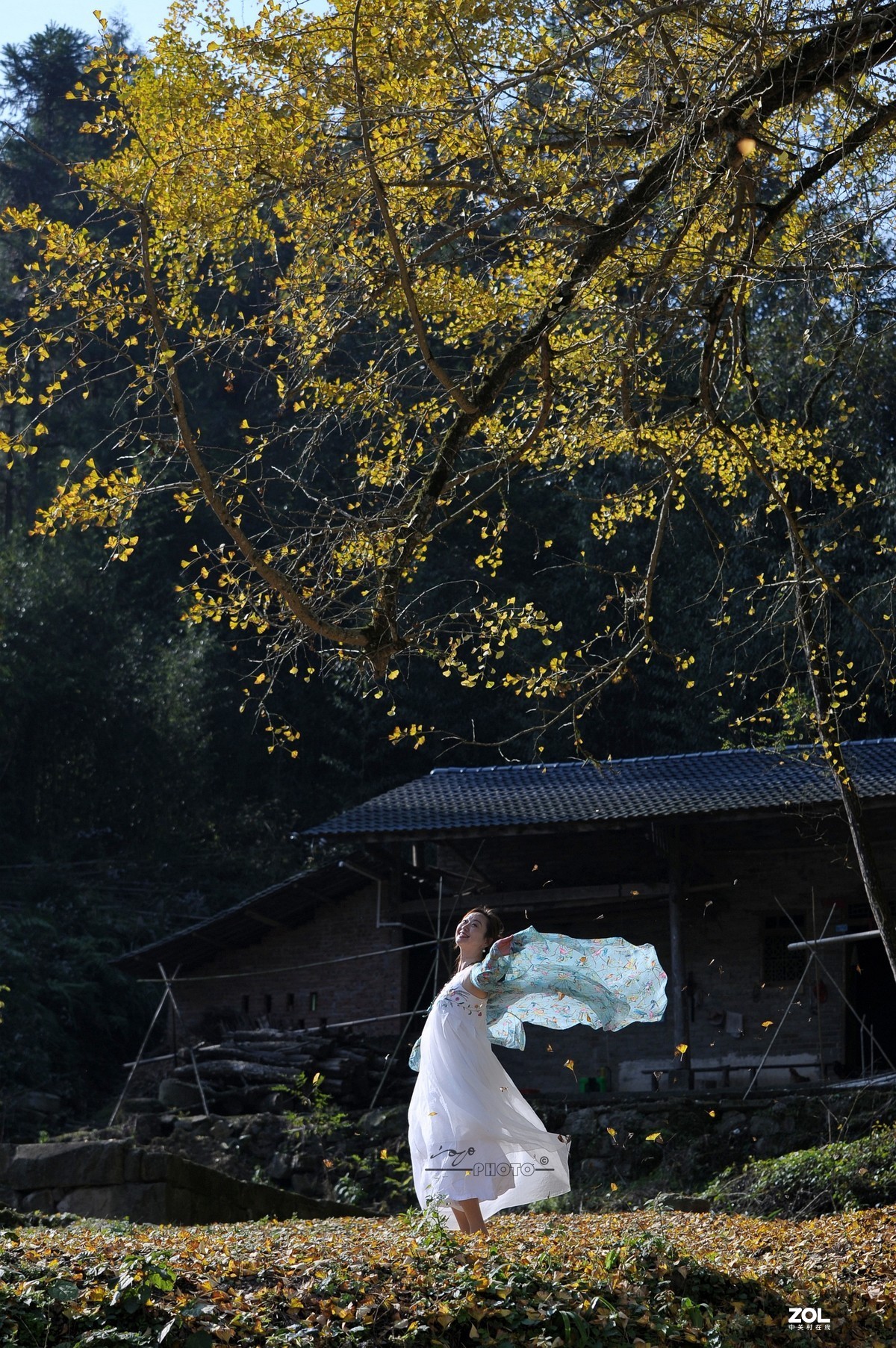 银杏树下（环境人像）