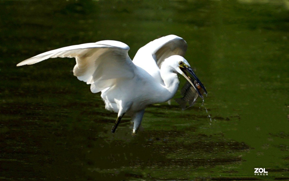 白鹭捕鱼记