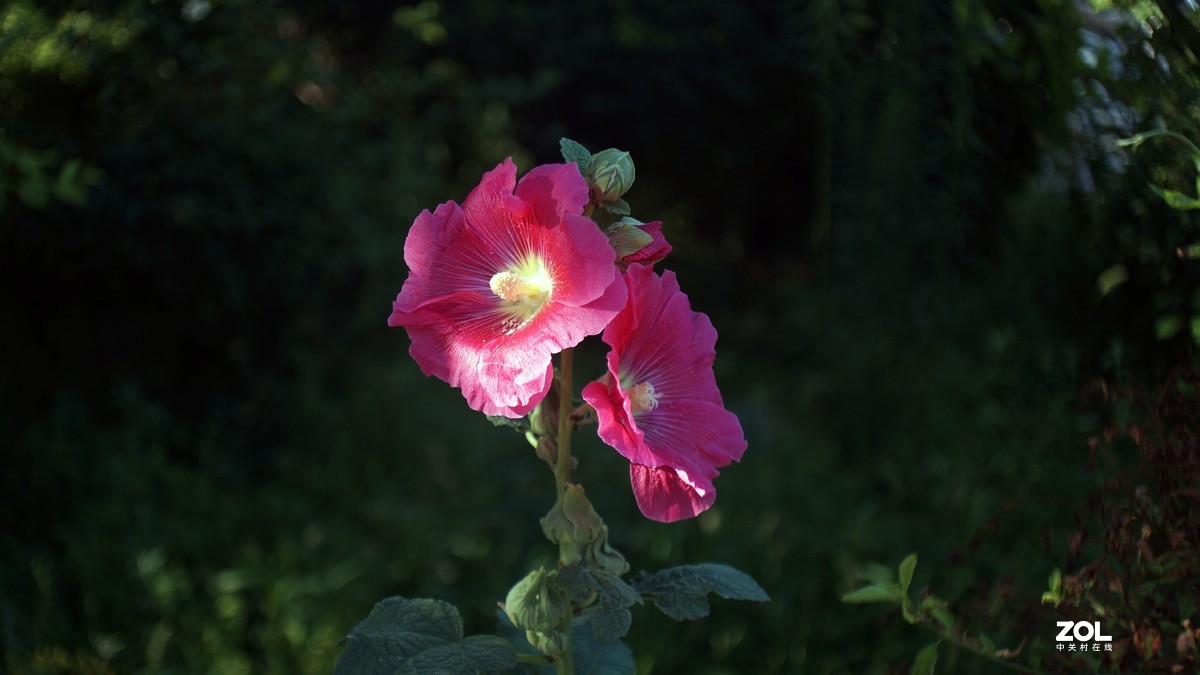 伏花朵朵----a3000手动镜头试用