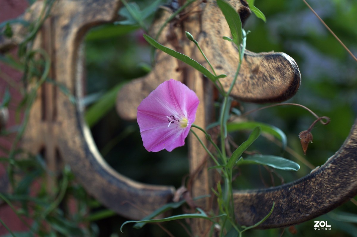 伏花朵朵----a3000手动镜头试用