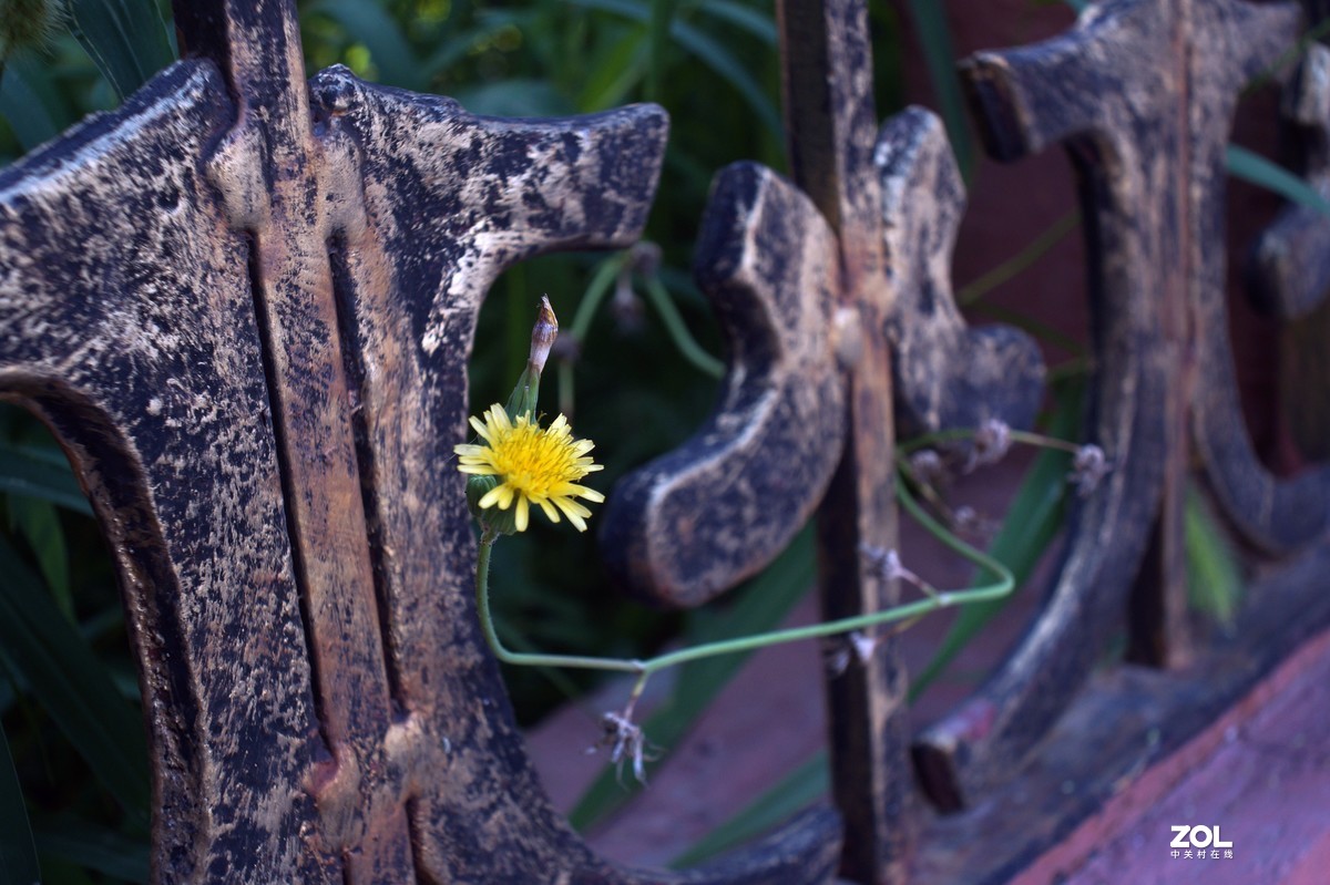 伏花朵朵----a3000手动镜头试用