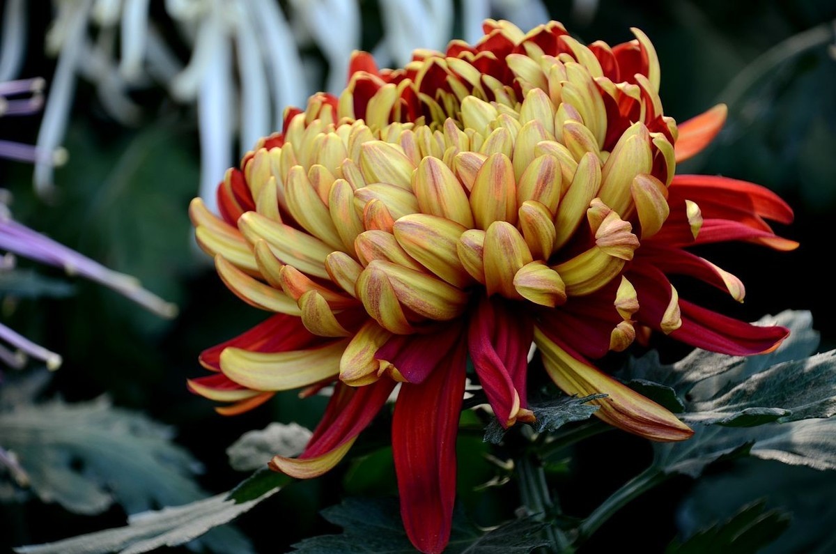 北海公园菊展--------菊 花